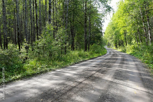 Fototapeta dirt road in the woods