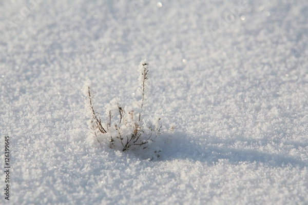 Fototapeta frost on a dry grass