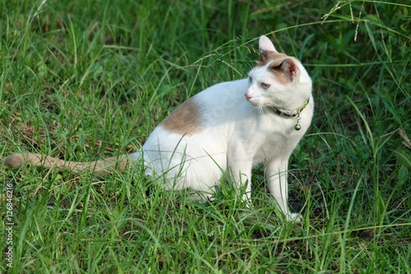 Fototapeta Cat in park. Cat sitting on the grass