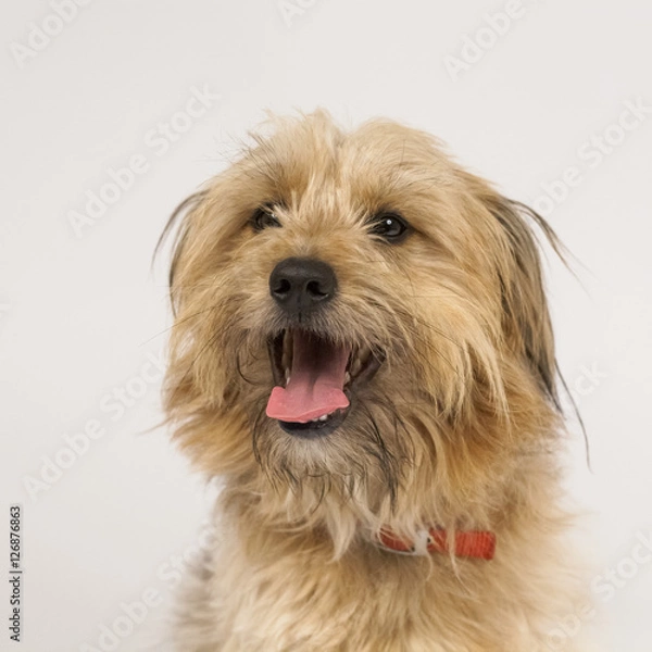 Fototapeta Beautiful, fluffy dog on white background