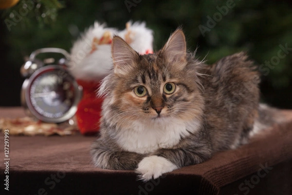 Fototapeta pensive xmas cat sits on a table with christmas presents and clock in anticipation of new year