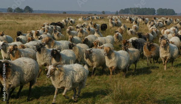 Fototapeta Sheep. Sheepherd. Flock of Sheep running to the sheepbarn. Heatherfields. Ruinen. Drenthe. Netherlands. National park Dwingelderveld.