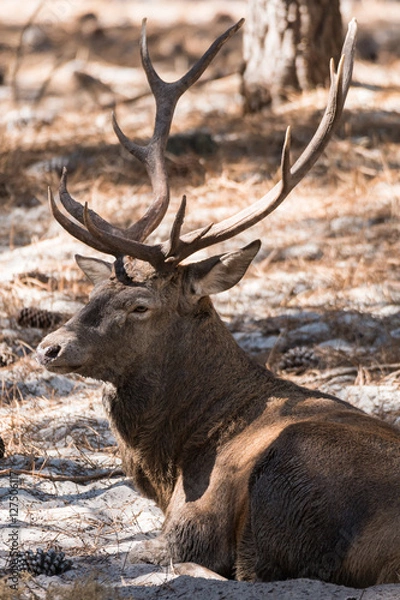 Fototapeta Bull Elk