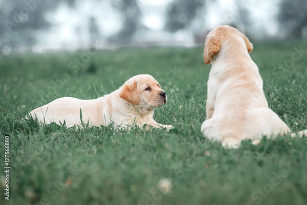 Fototapeta two small yellow Labrador puppy sitting on green grass