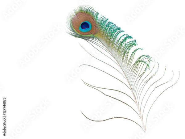 Fototapeta soft fluffy peacock bird feather isolated on white