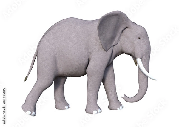 Fototapeta 3D Rendering Elephant on White