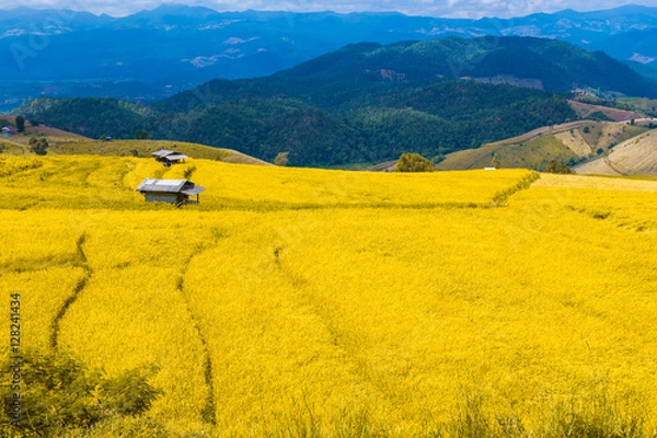 Fototapeta Stepped rice filed in Chiang Mai, northern Thailand