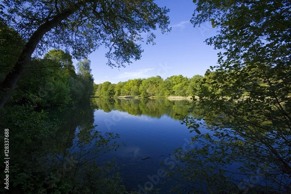 Fototapeta forest of dean gloucestershire uk