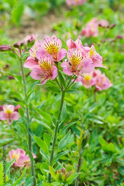 Fototapeta Flowers Alstroemeria hybrid (lat. Alstroemeria) on a green background