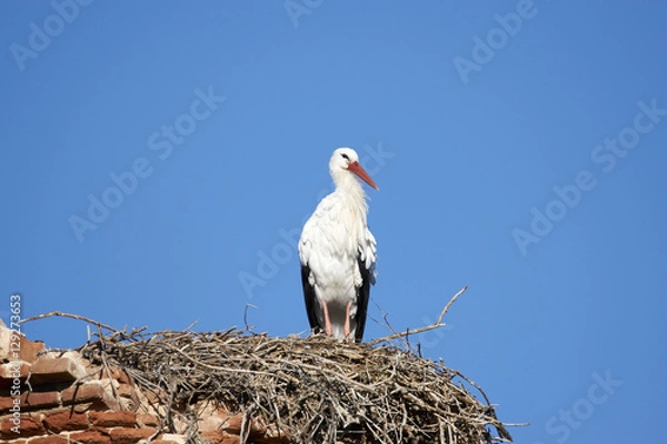 Fototapeta European white stork (Ciconia ciconia)