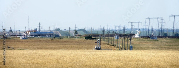 Fototapeta Summer in a field