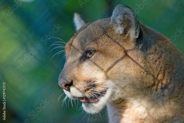 Fototapeta Cougar head