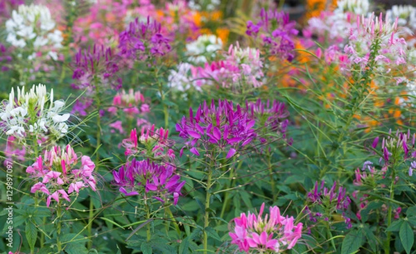 Fototapeta Violet cleome hassleriana blooming. Spider flower, spider plant or pink queen in garden.