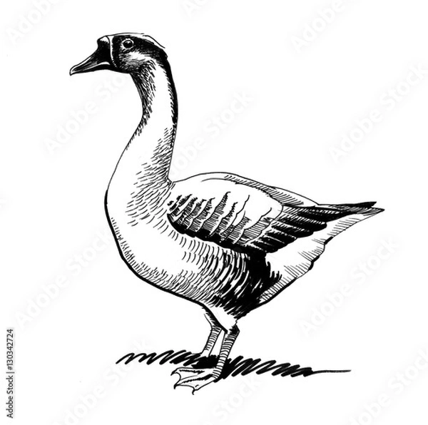 Fototapeta Goose Sketch