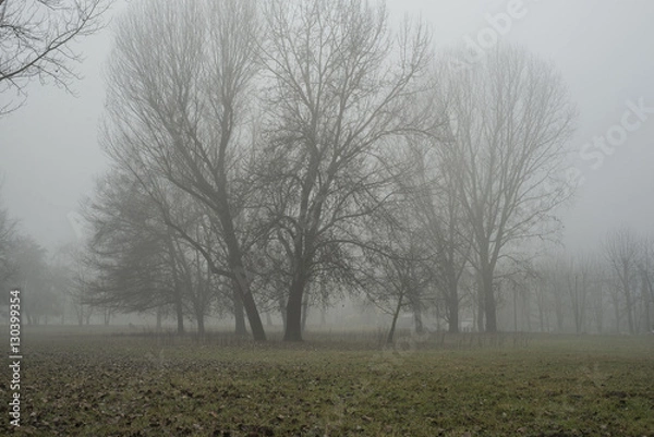 Fototapeta Natural Fog on park in Turin,Italy