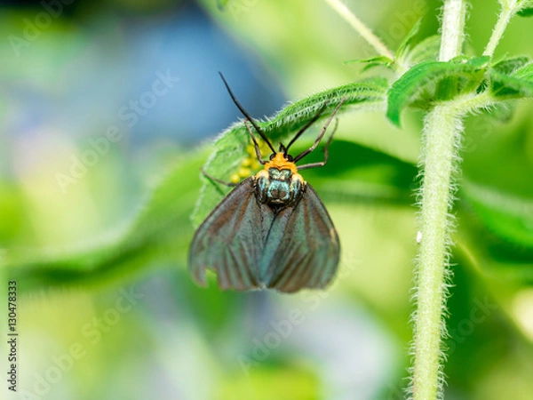 Fototapeta Virginia Ctenucha moth laying eggs on leaf