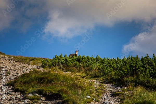 Obraz A beautiful mountain landscape in Tatry, Slovakia