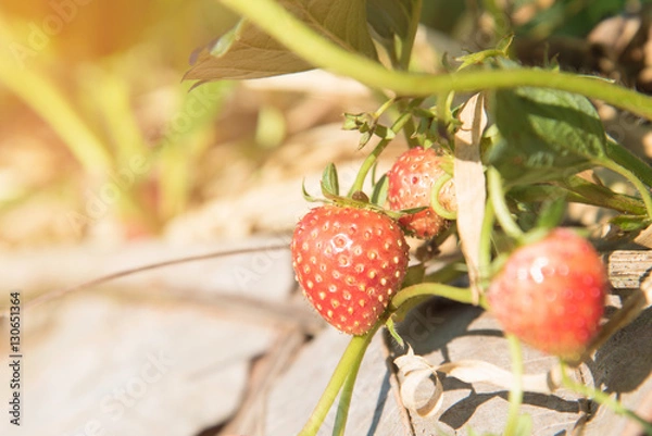 Fototapeta Strawberries growing in lines in farm