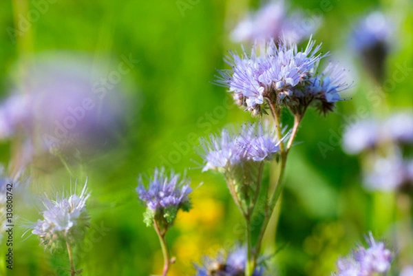 Fototapeta wild flowers