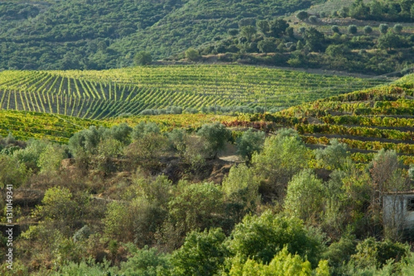 Fototapeta Wineyards Douro Valley Portugal