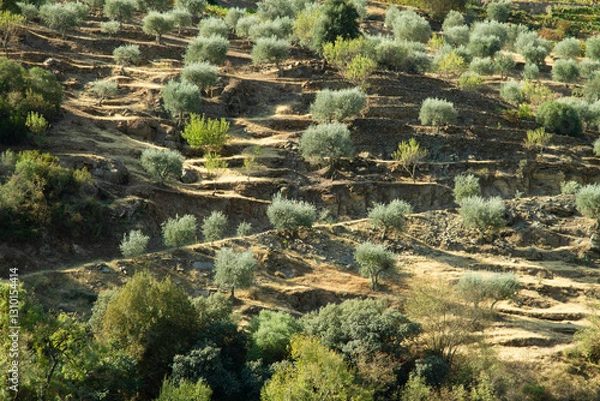 Obraz Wineyards Douro Valley Portugal