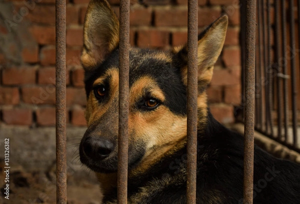 Fototapeta Cute dog behind the fence. Faithful dog