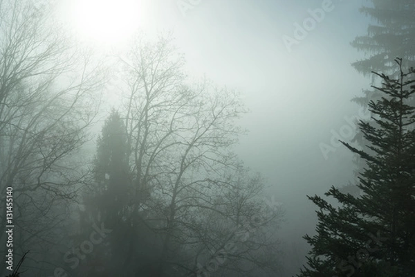 Fototapeta Mystische Nebelstimmung im Wald