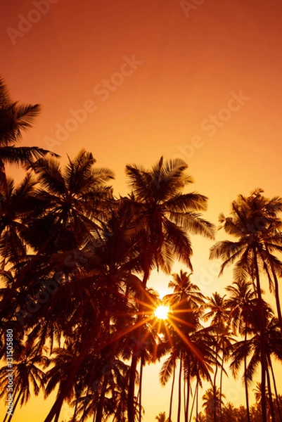 Fototapeta Palm trees silhouettes on tropical beach at summer warm vivid sunset time