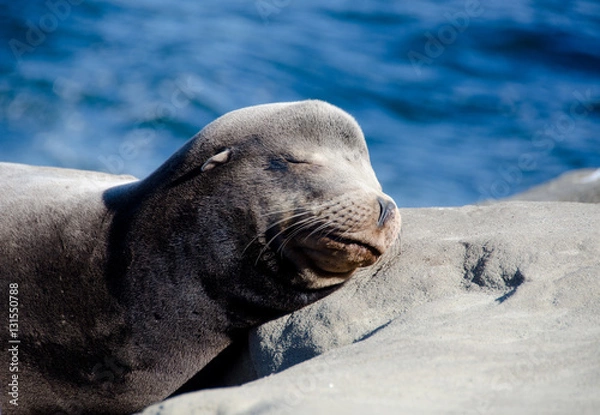 Fototapeta Daydreaming California sea lion