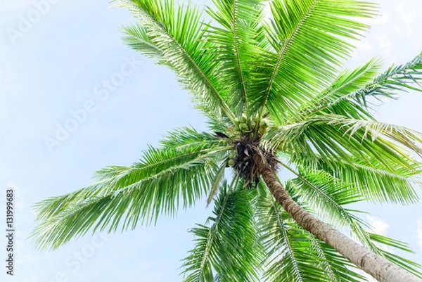 Fototapeta  coconut tree on blue sky background