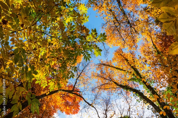 Fototapeta Vibrant autumn colors on a sunny day in the forest