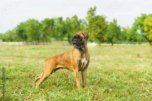 Fototapeta Young dog breed German boxer looking to the side