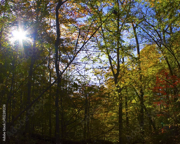 Fototapeta Afternoon sun through trees in fall