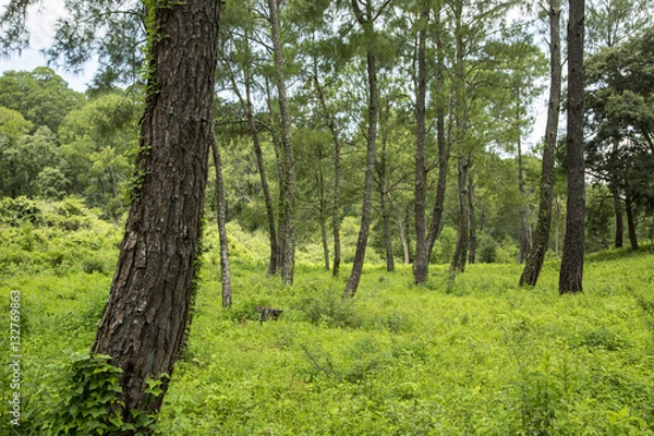 Fototapeta Park with green areas in Mexico