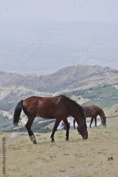 Fototapeta Horses in Sierra Nevada, the highest peaks of inland Spain.