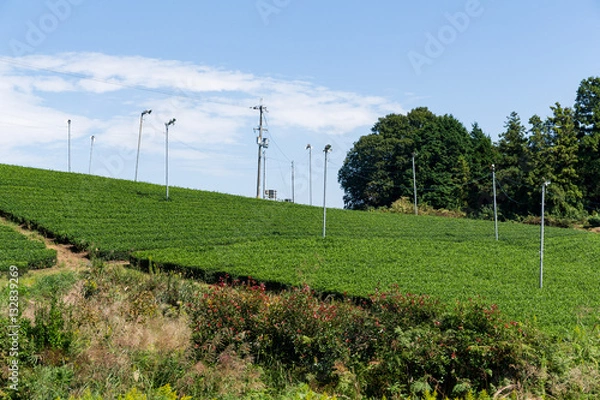 Fototapeta Tea field