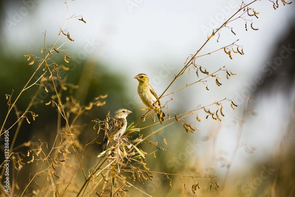 Fototapeta two warblers on a branch