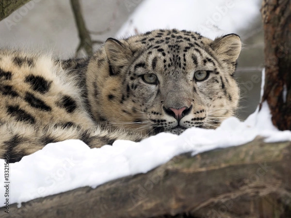 Fototapeta female snow leopard Uncia uncia, watching snowy surroundings