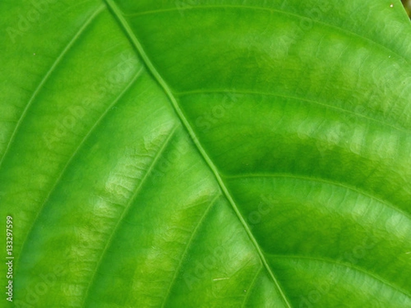 Fototapeta Closed up Texture of Vivid Green Tropical Tree Leaf in the Afternoon Sun Light 