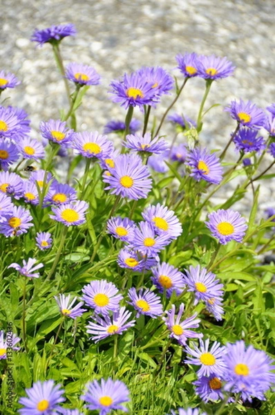 Fototapeta Alpine aster flowering in a garden