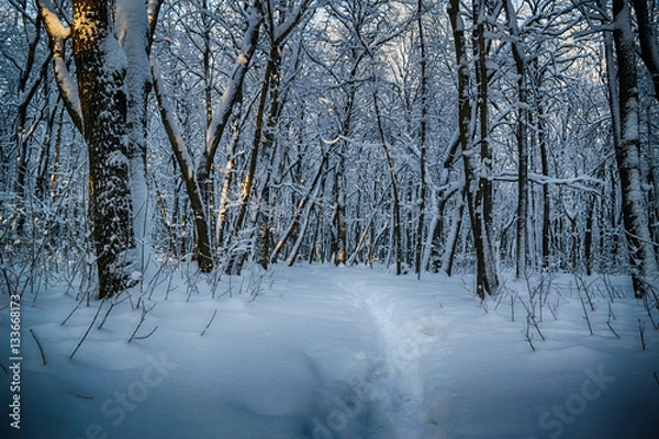 Fototapeta walk through the winter forest