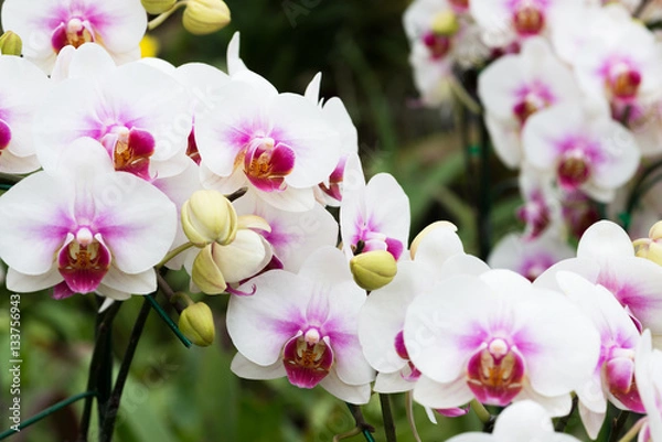 Fototapeta Beautiful Orchid in garden