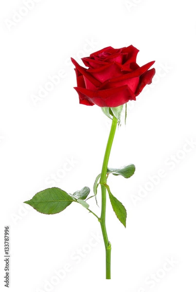 Fototapeta red rose isolated on white background