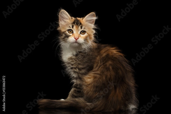 Fototapeta Ginger with brown Tabby Siberian female kitty sitting and looking in camera on isolated black background with reflection, side view