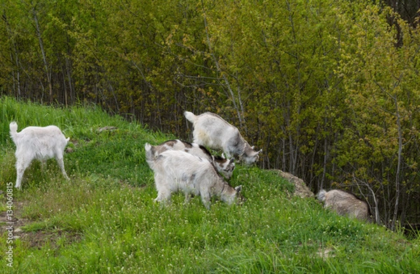 Fototapeta Goats eat grass on a hill, May, spring, Brest, Belarus,