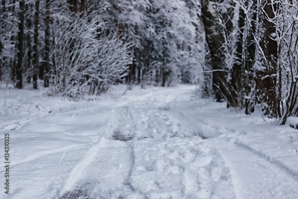 Fototapeta winter forest covered snow