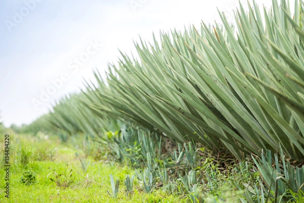 Fototapeta Big sisal plantation