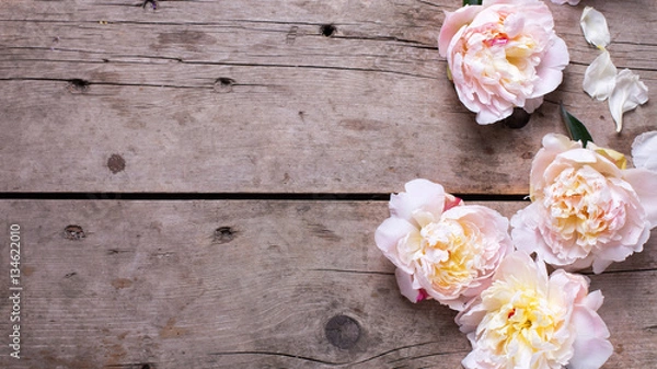 Obraz Fresh  pink peonies flowers on aged wooden background.