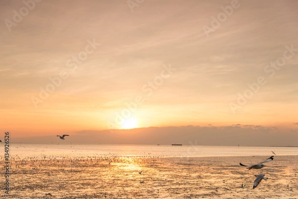 Fototapeta Tranquil scene with seagull flying at sunset