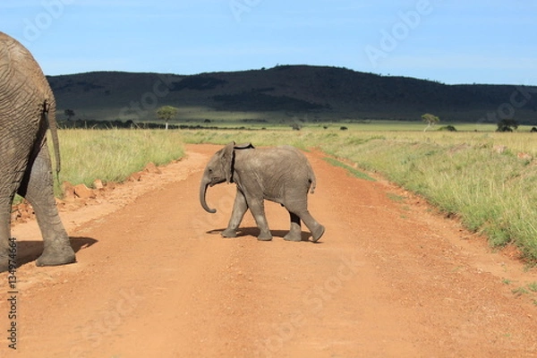 Fototapeta Elephant in Kenya